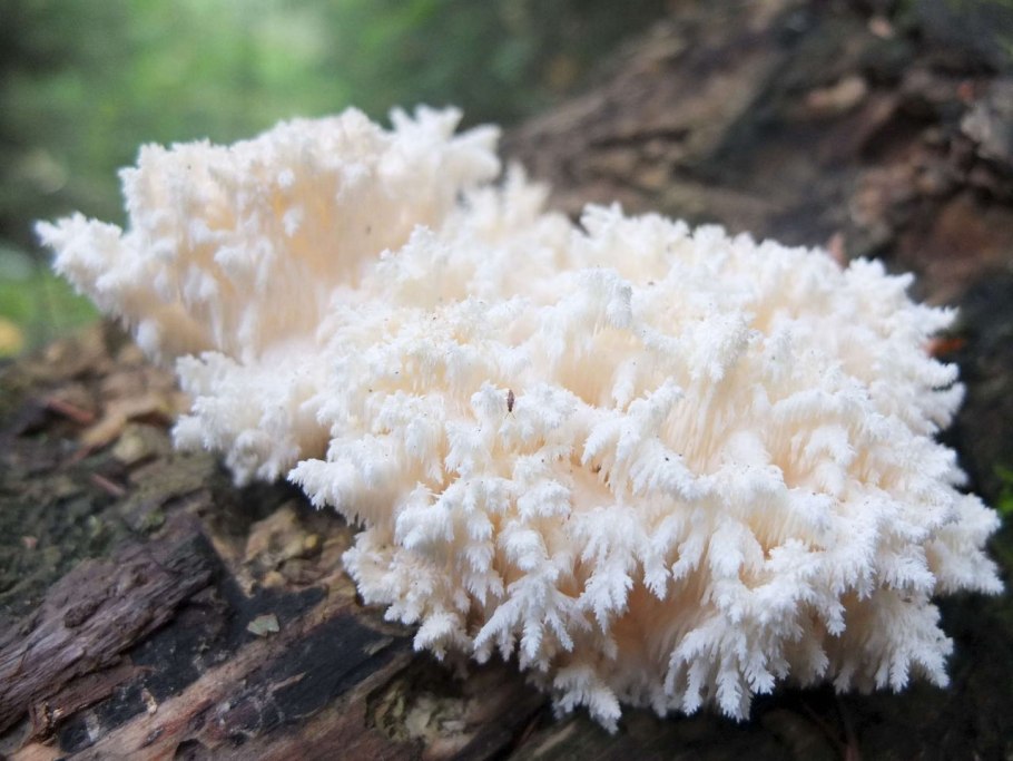 Трутовик коралловидный