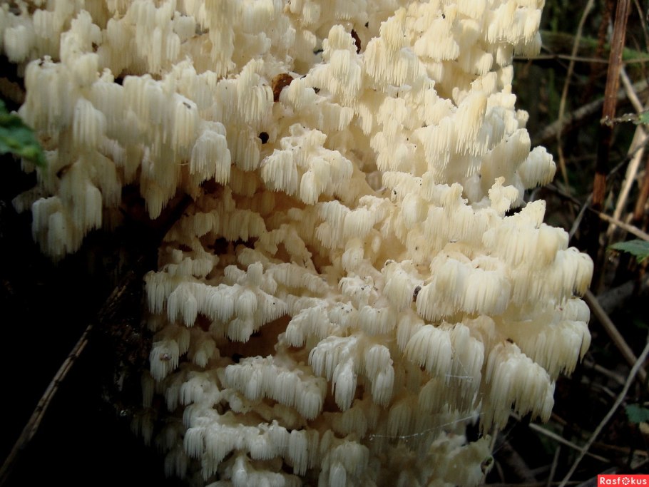 Грибы коралловые гребешки