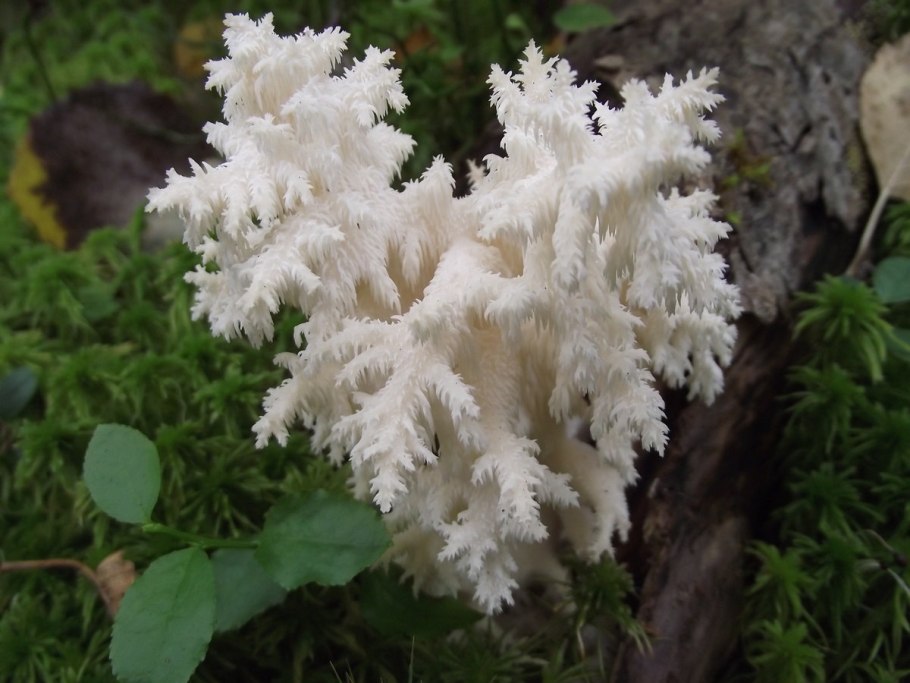 Гриб похожий на коралл