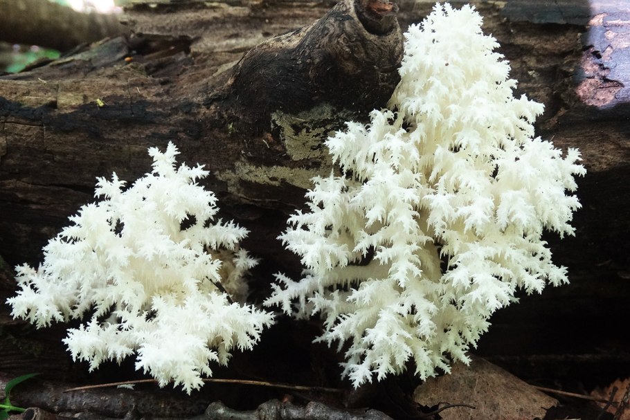 Ежовник коралловидный