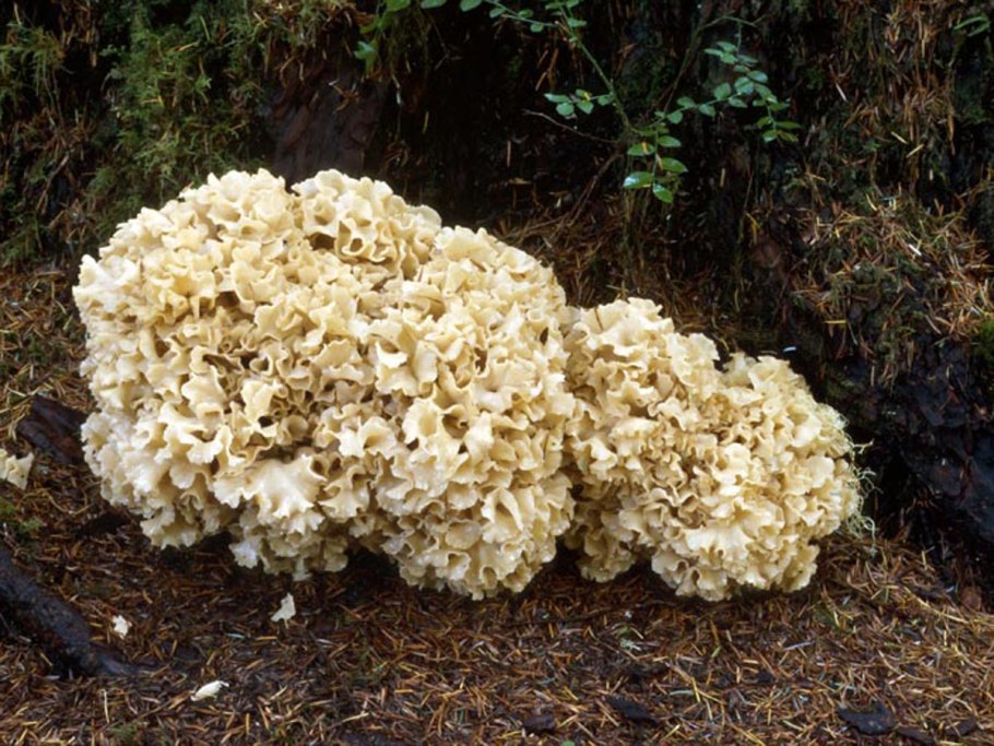 Ежовик ,грифола ,спарассис