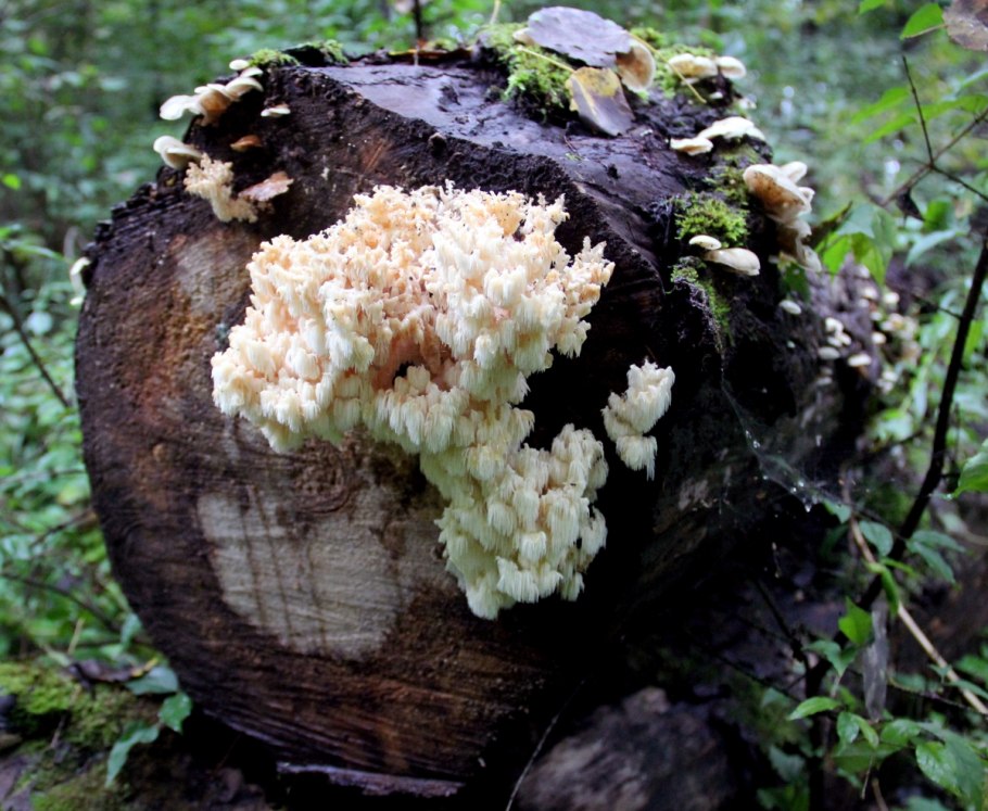 Коралловый гриб фото