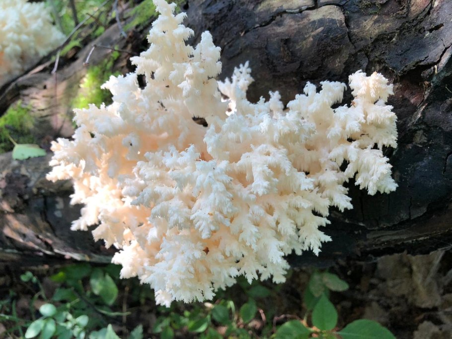 Ежовик коралловый гриб