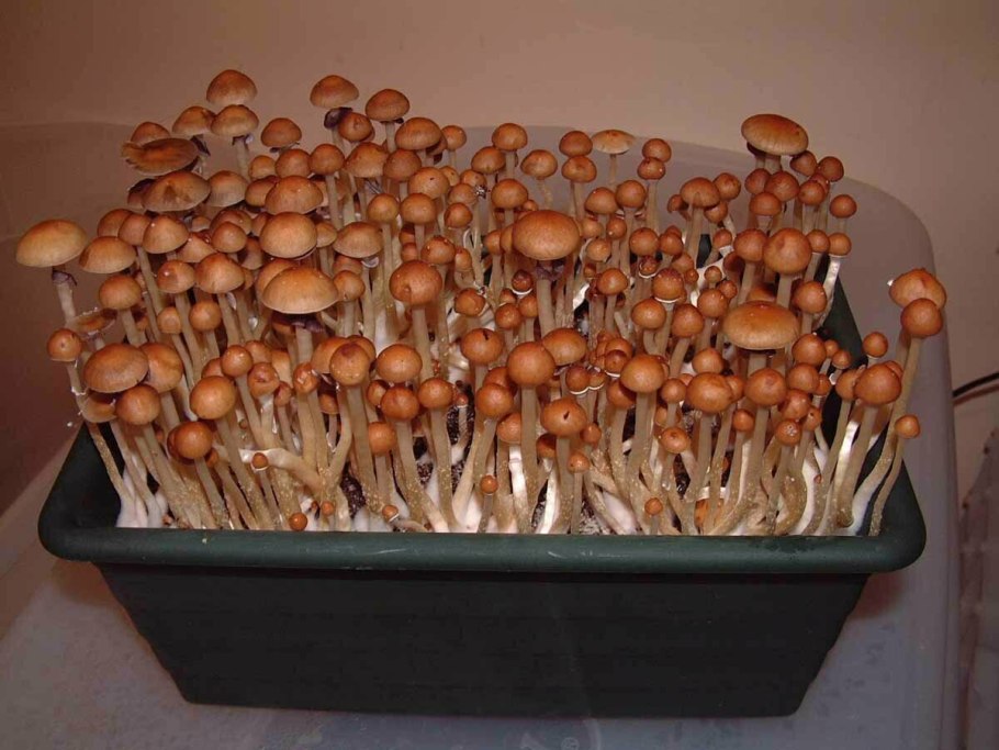 Шампиньон полуобутый (Agaricus subperonatus)