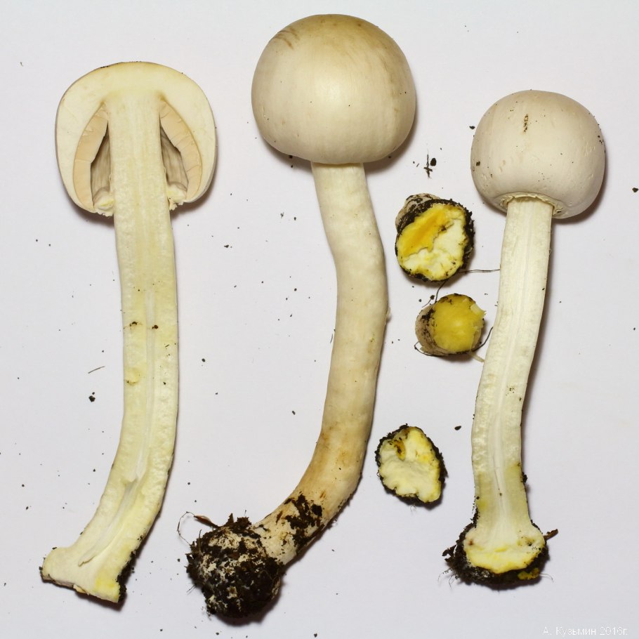 Шампиньон желтокожий Agaricus xanthodermus