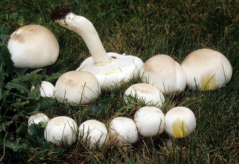 Шампиньон полевой Agaricus arvensis