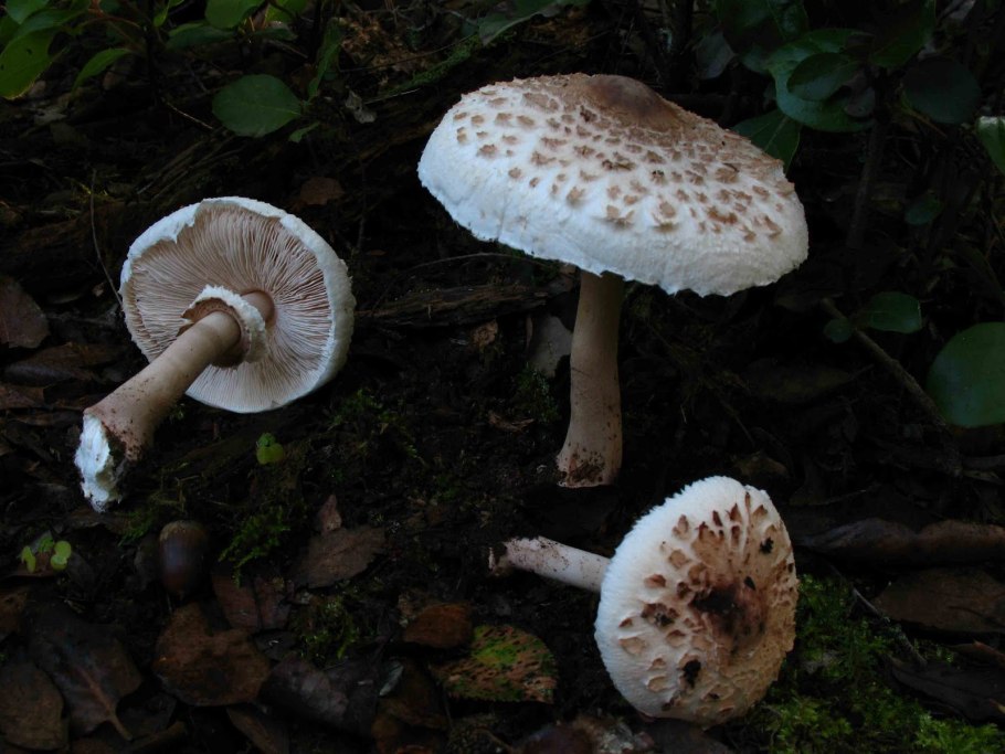 Шампиньоны съедобные и несъедобные