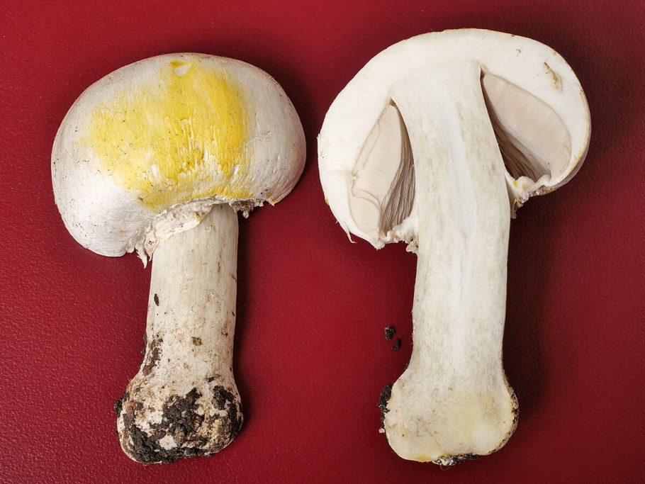 Шампиньон желтокожий грибы
