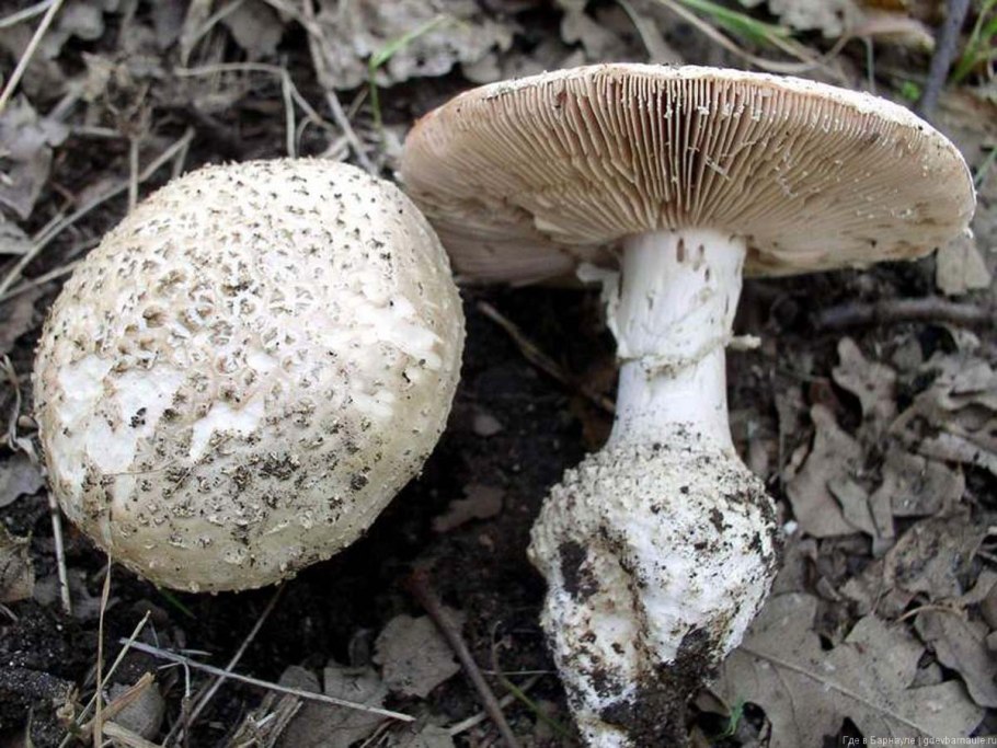 Мухомор щетинистый белый