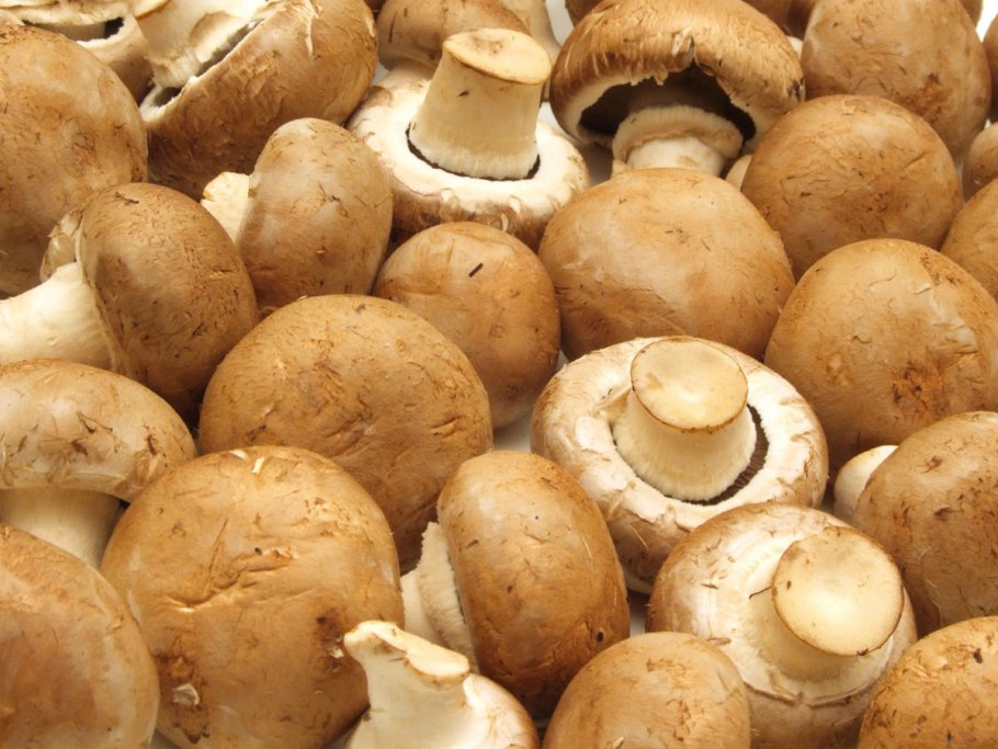 Гриба Agaricus bisporus