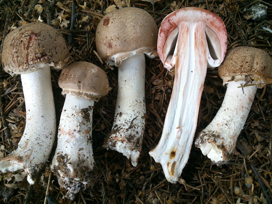 Шампиньон Лесной Agaricus silvaticus