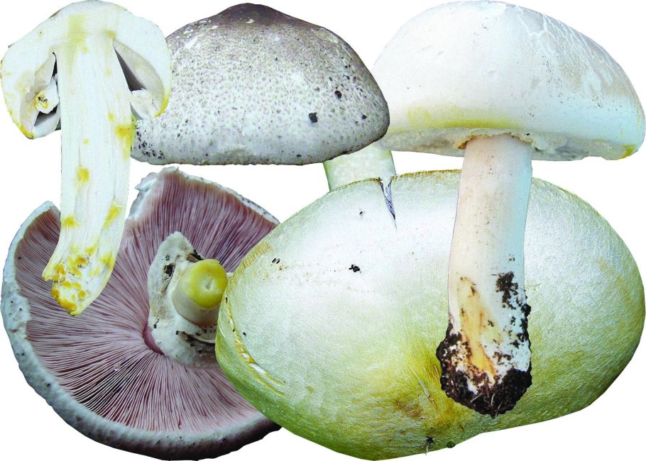 Шампиньон желтокожий грибы
