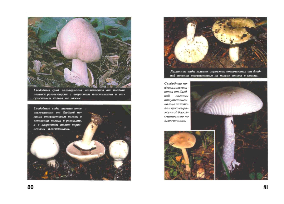 Съедобные грибы несъедобные грибы поганки и шампиньона