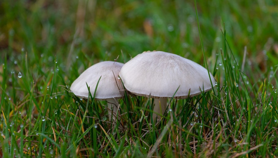 Шампиньон Эссета (Agaricus essettei)