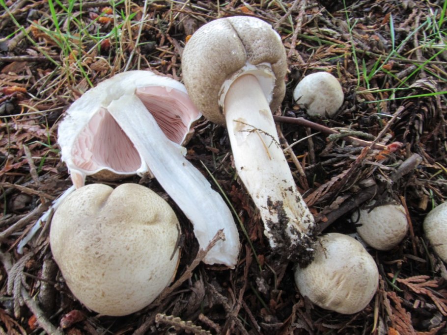 Шампиньон Эссета (Agaricus essettei)
