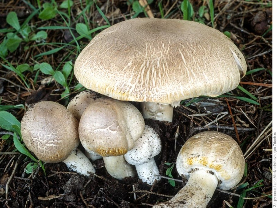 Шампиньон рыжеющий