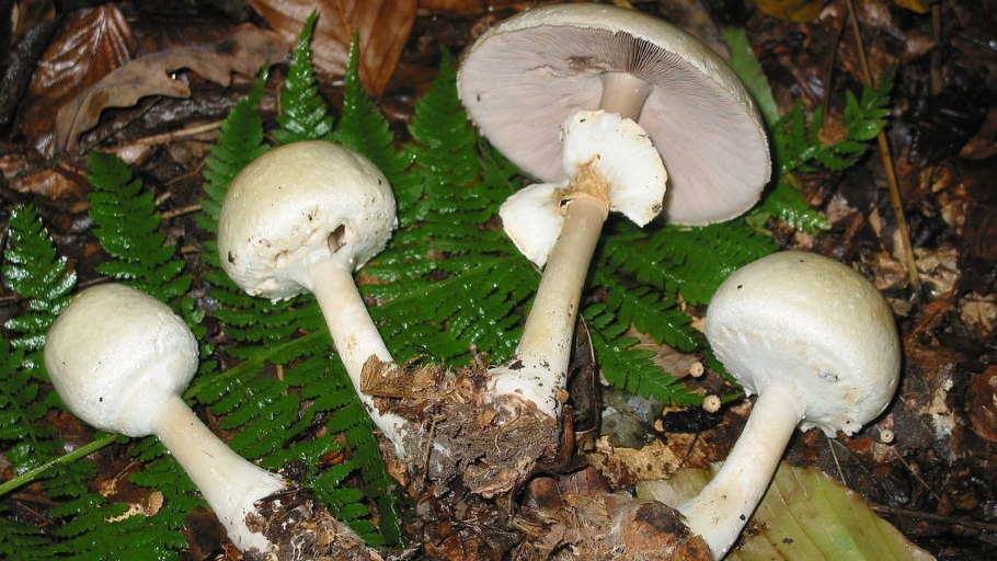 Шампиньон перелесковый Agaricus silvicola