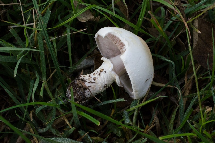 Грибы шампиньоны Астраханской области