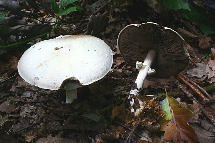 Шампиньон полевой Agaricus arvensis