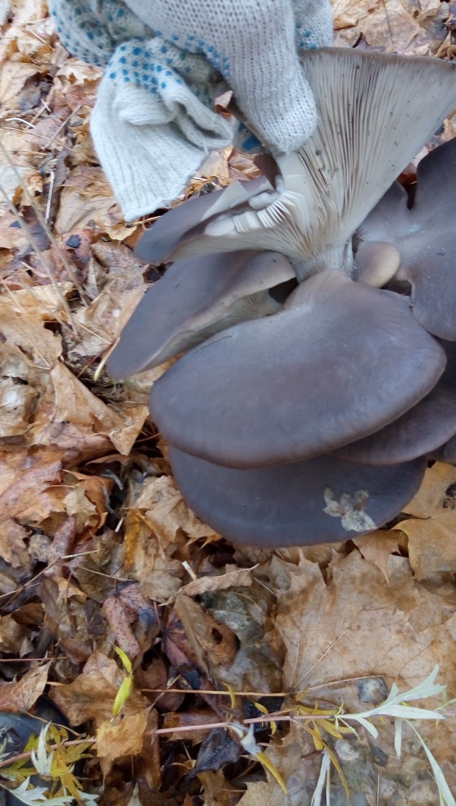 Вешенка устричная