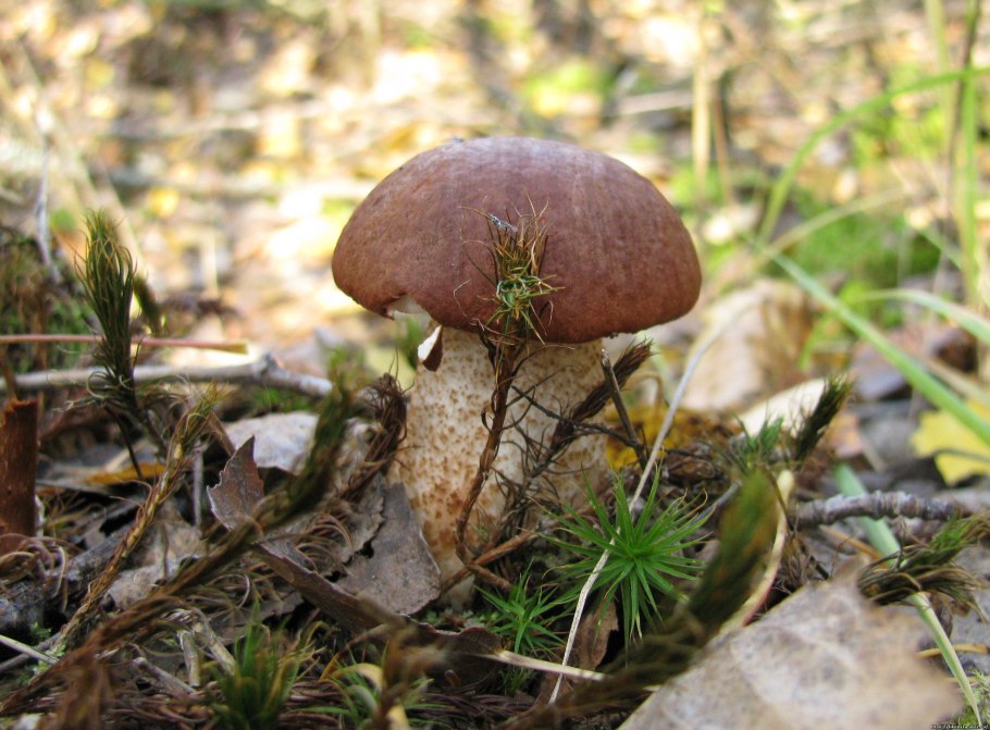 Ореховый гриб