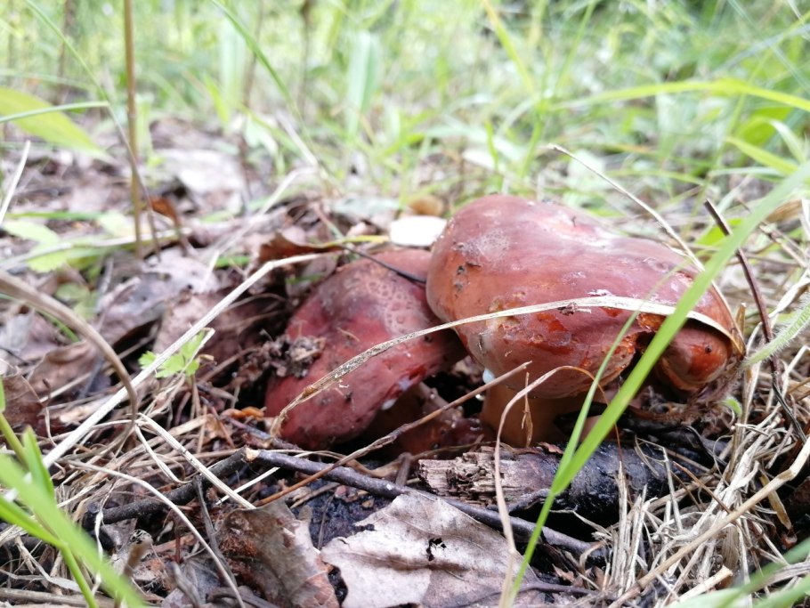 Молочай гриб