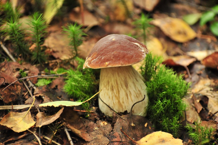 Моховик гриб микориза