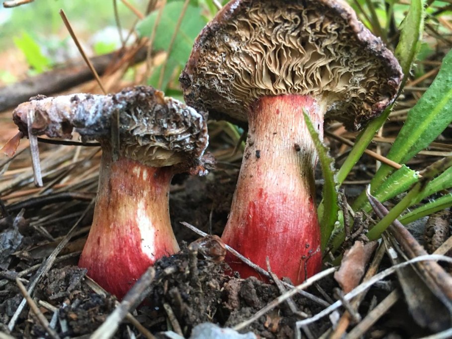 Съедобные грибы Кемеровской области