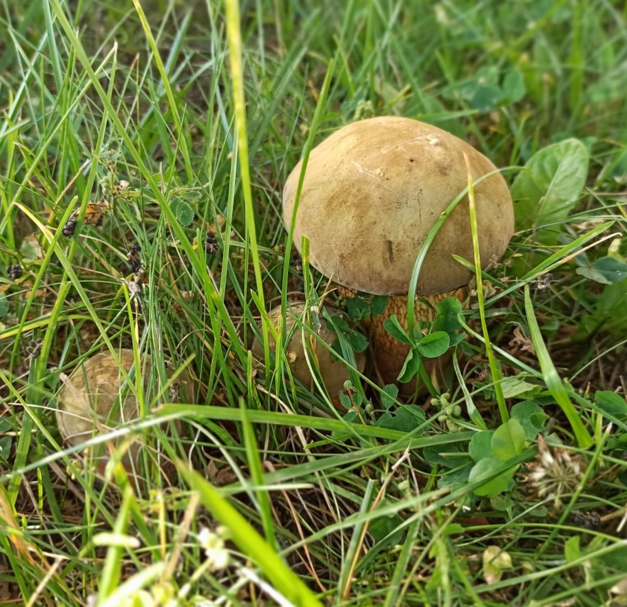Дубовик и польский гриб