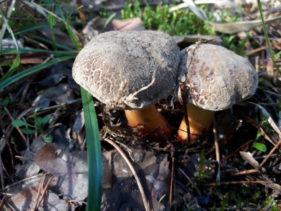 Мицена фиолетовая