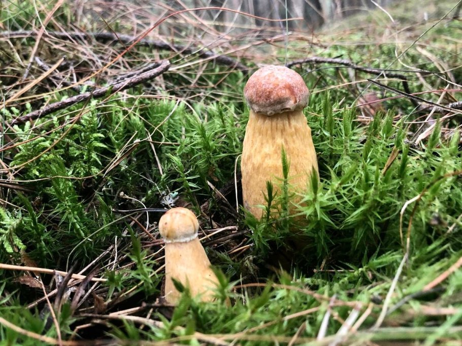 Канадский золотистый Боровик