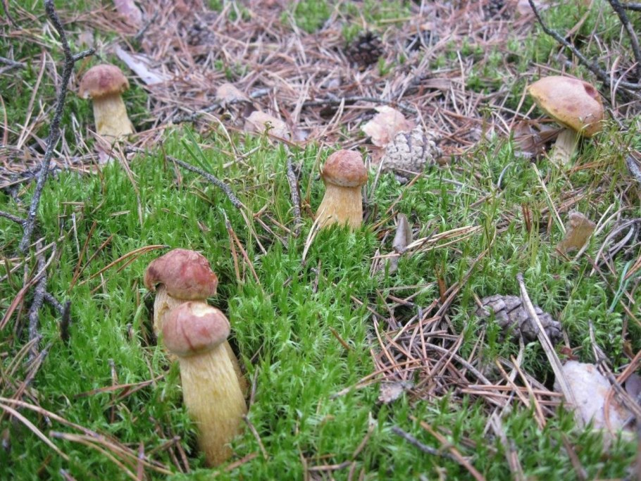 Боровик золотистый aureoboletus projectellus