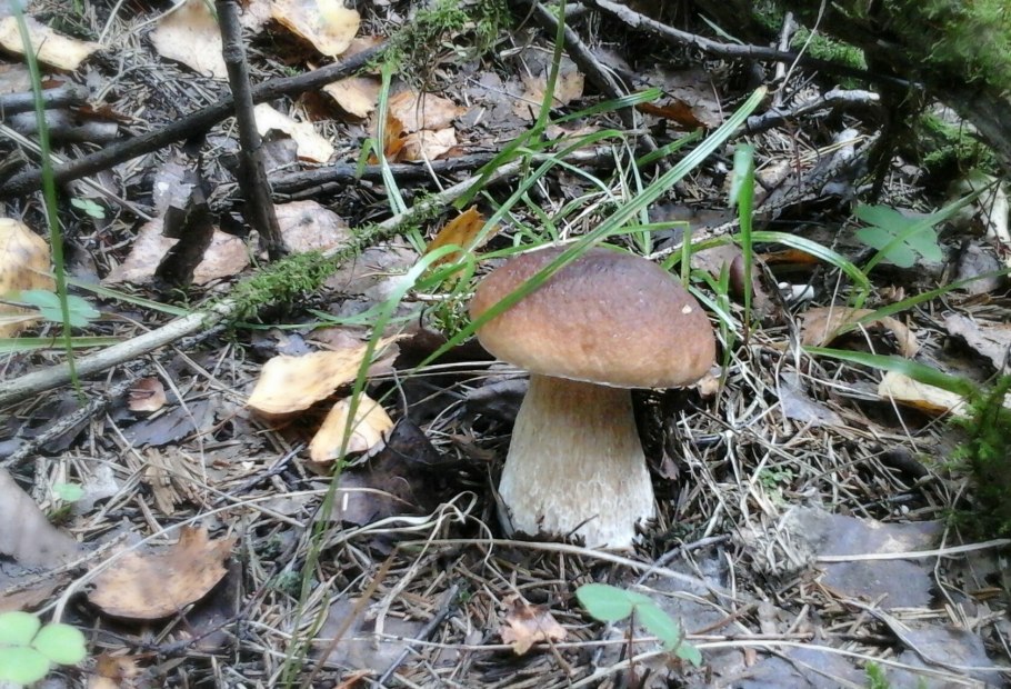 Канадский боровик гриб