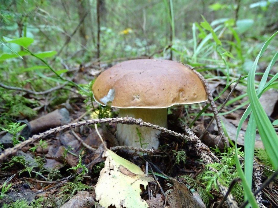 Тихая охота грибы