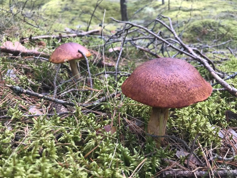 Боровик золотистый Aureoboletus projectellus