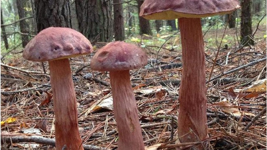 Boletus projectellus