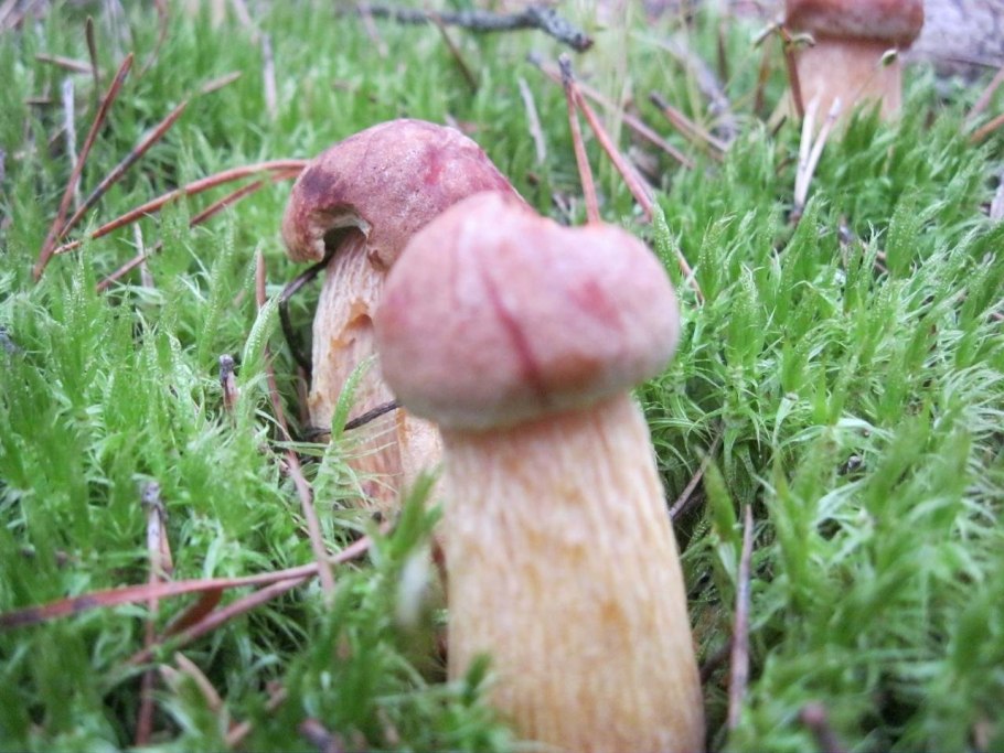 Боровик золотистый Aureoboletus projectellus