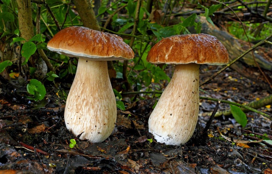 Чуть немножко гриб это супь