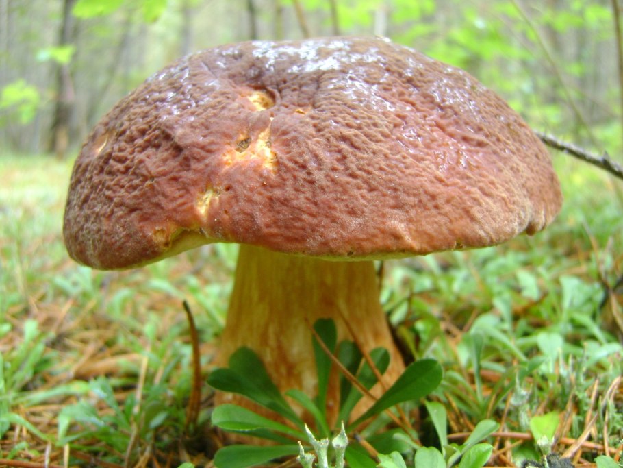 Боровой белый гриб