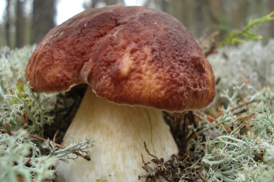 Канадский боровик гриб