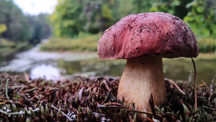 Золотистый белый гриб