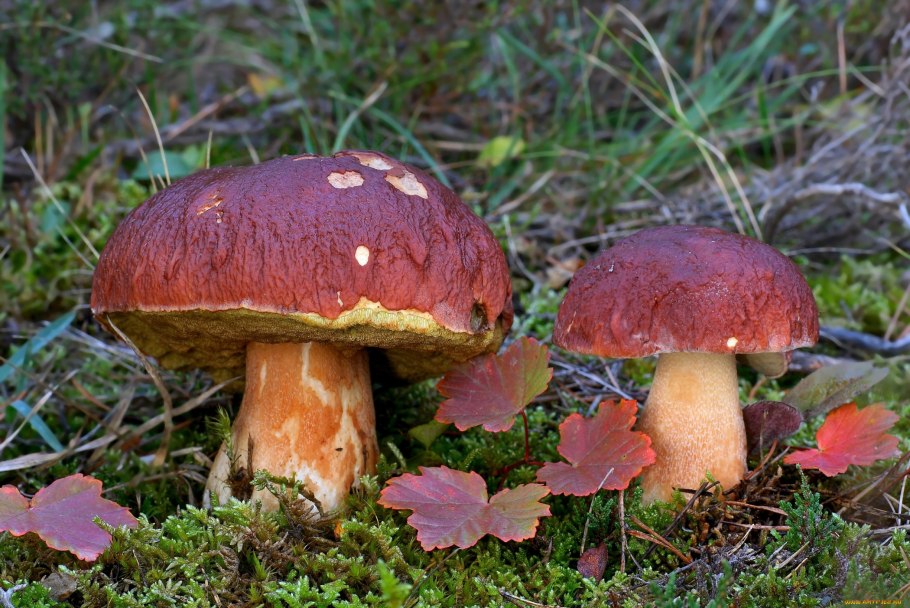 Боровик фиолетовый гриб