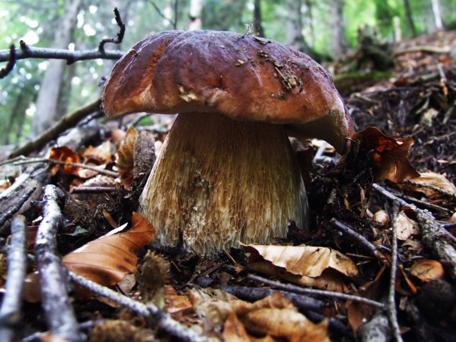 Гриб золотистый Боровик