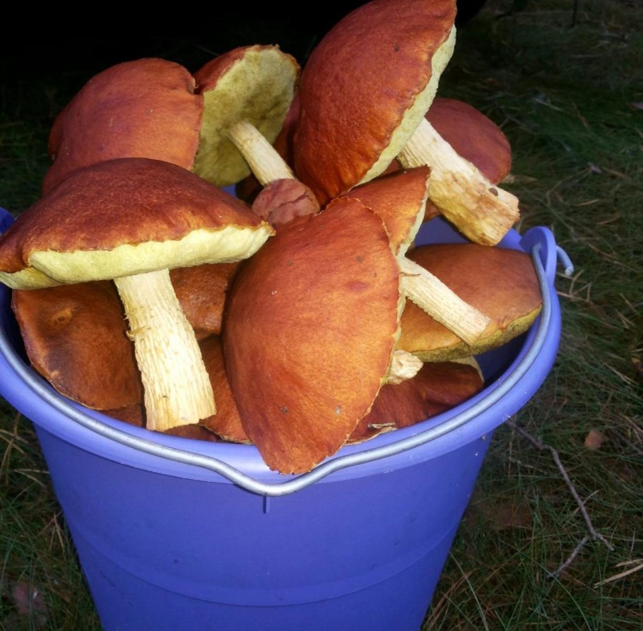 Заячий Боровик фото