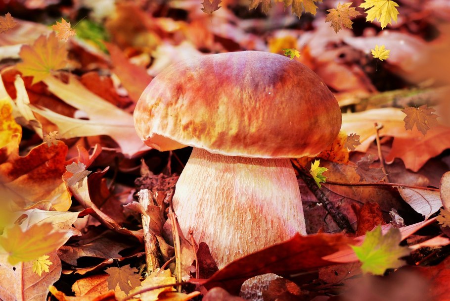 Гриб боровик