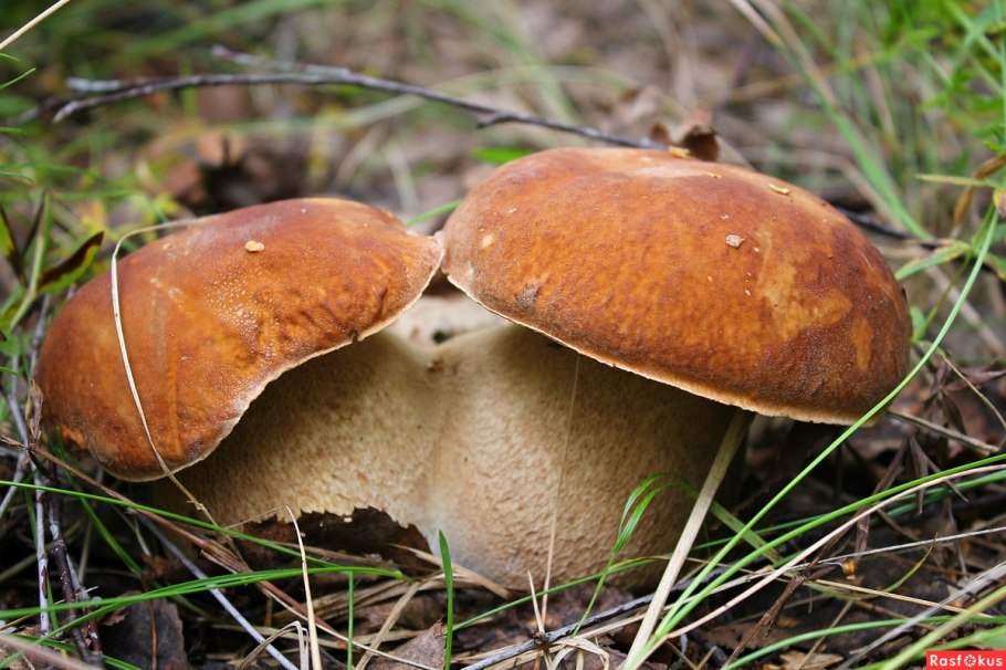 Американский Боровик