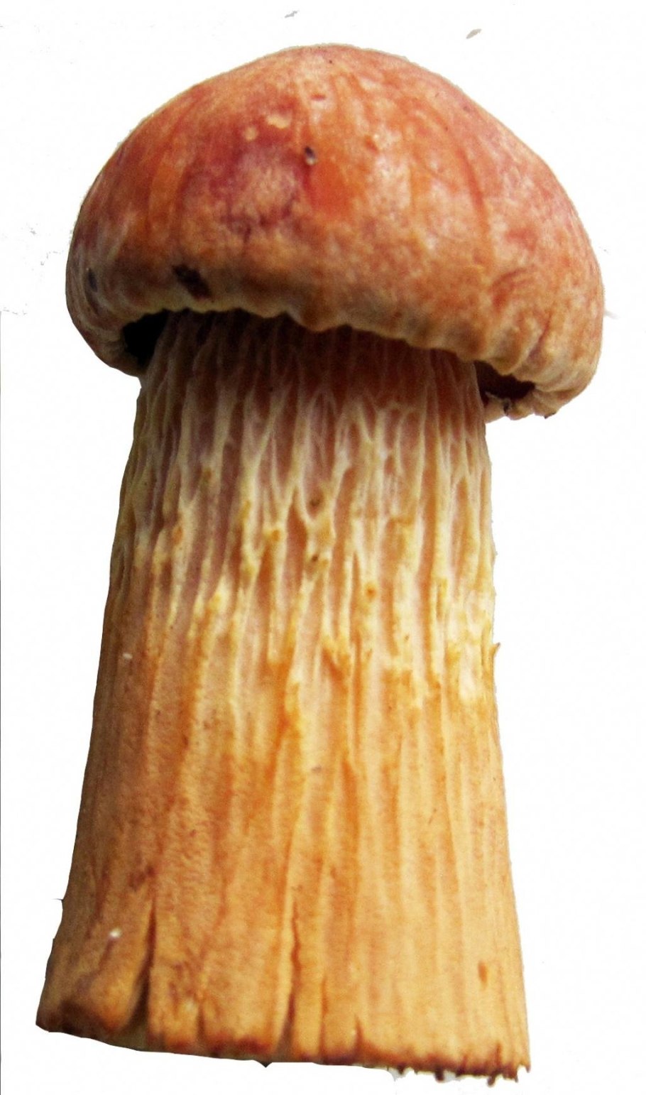 Канадский Боровик