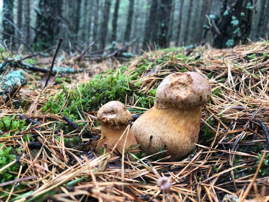 Красивый осенний гриб для печати