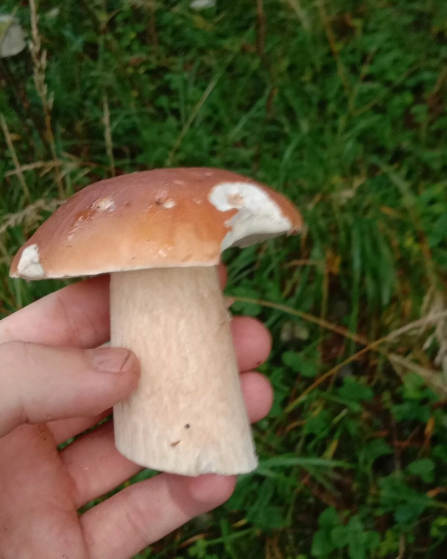 Гриб золотистый Боровик