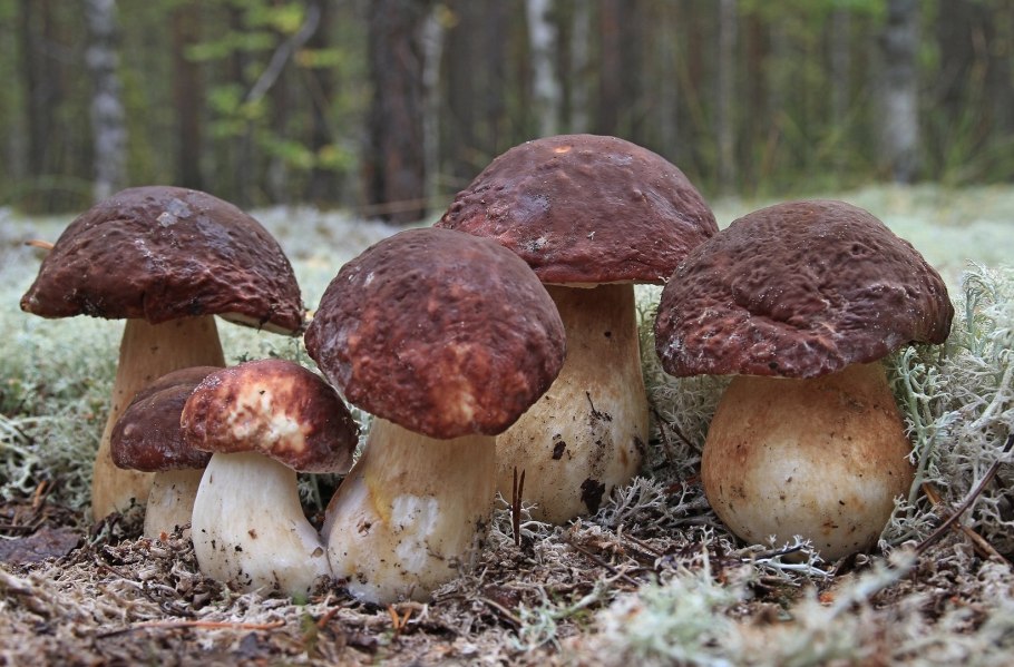 История про гриба Боровика